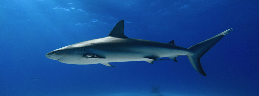 Morski psi prihajajo v ZOO